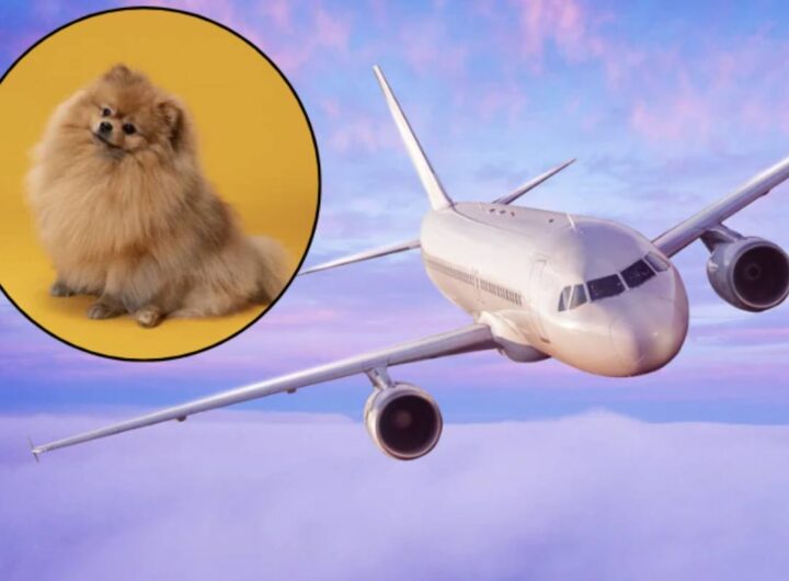 I proprietari di cani, sempre più attenti al benessere dei loro amici a quattro zampe, desiderano portarli con sé durante i viaggi.