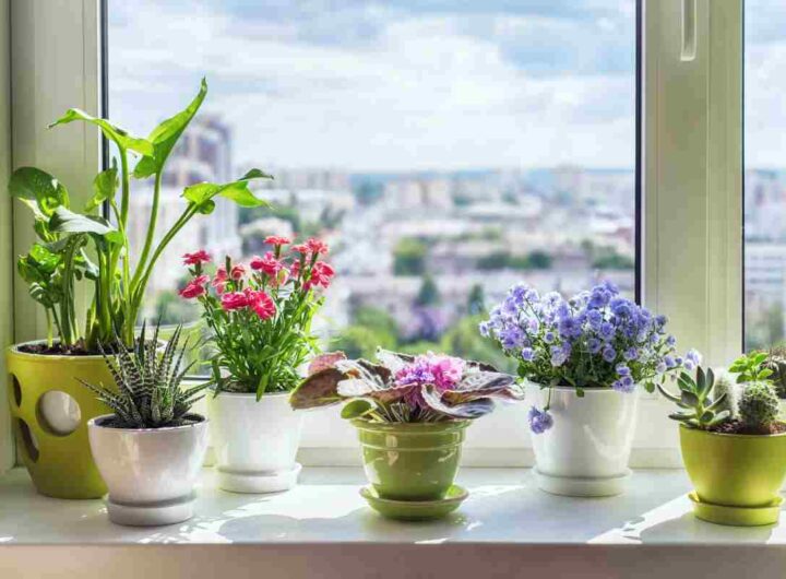 Piante significato psicologia