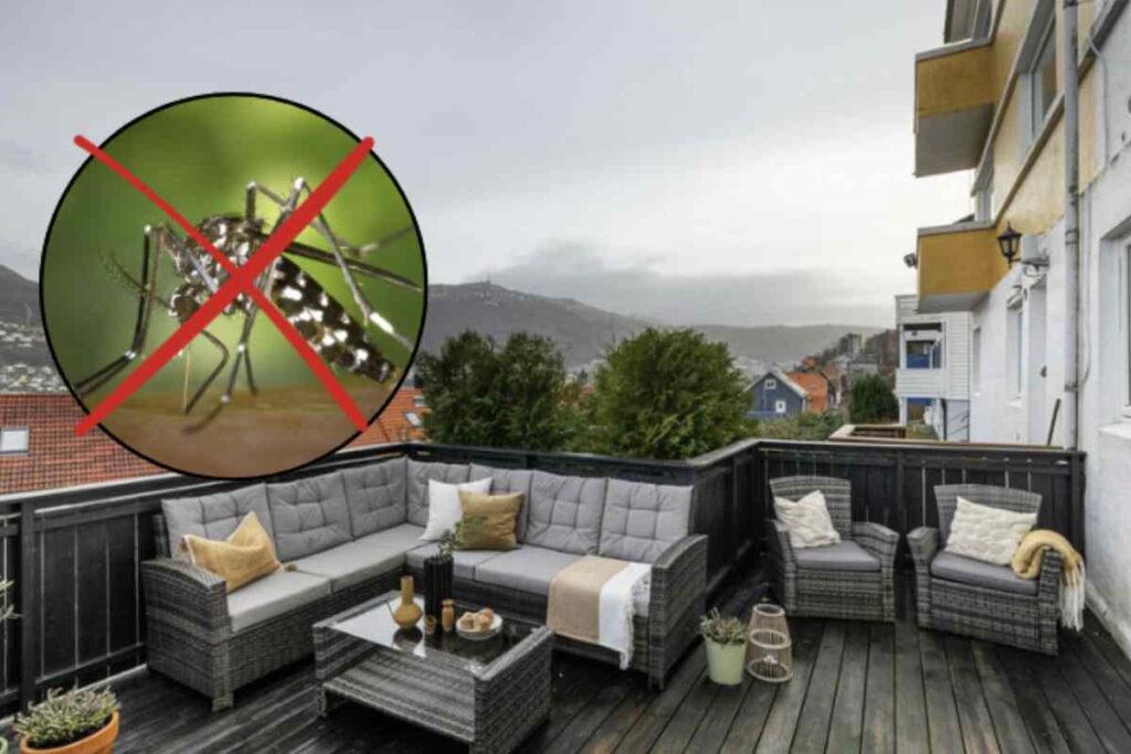 Questi insetti possono rendere le nostre serate estive un vero incubo, poiché le loro punture non solo sono fastidiose