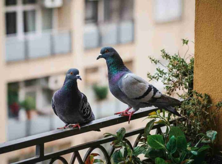 allontanare i piccioni con le piante