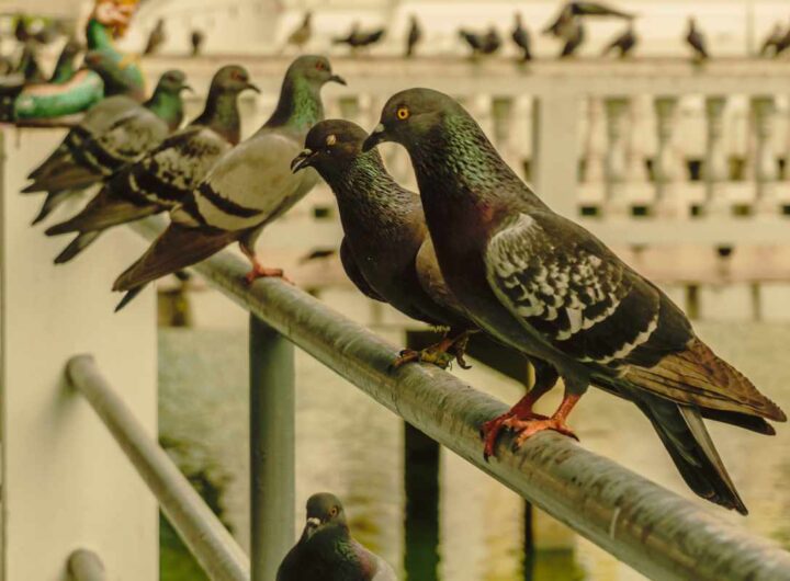 Come eliminare per sempre i piccioni dal tuo balcone