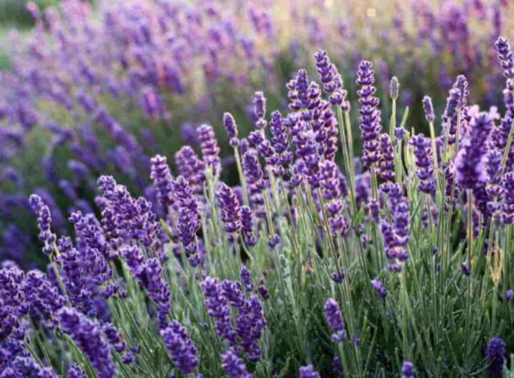 Da secoli, proprio in questa data, si realizza un amuleto naturale, la croce solare di lavanda, carico di poteri simbolici e terapeutici che ancora oggi affascina