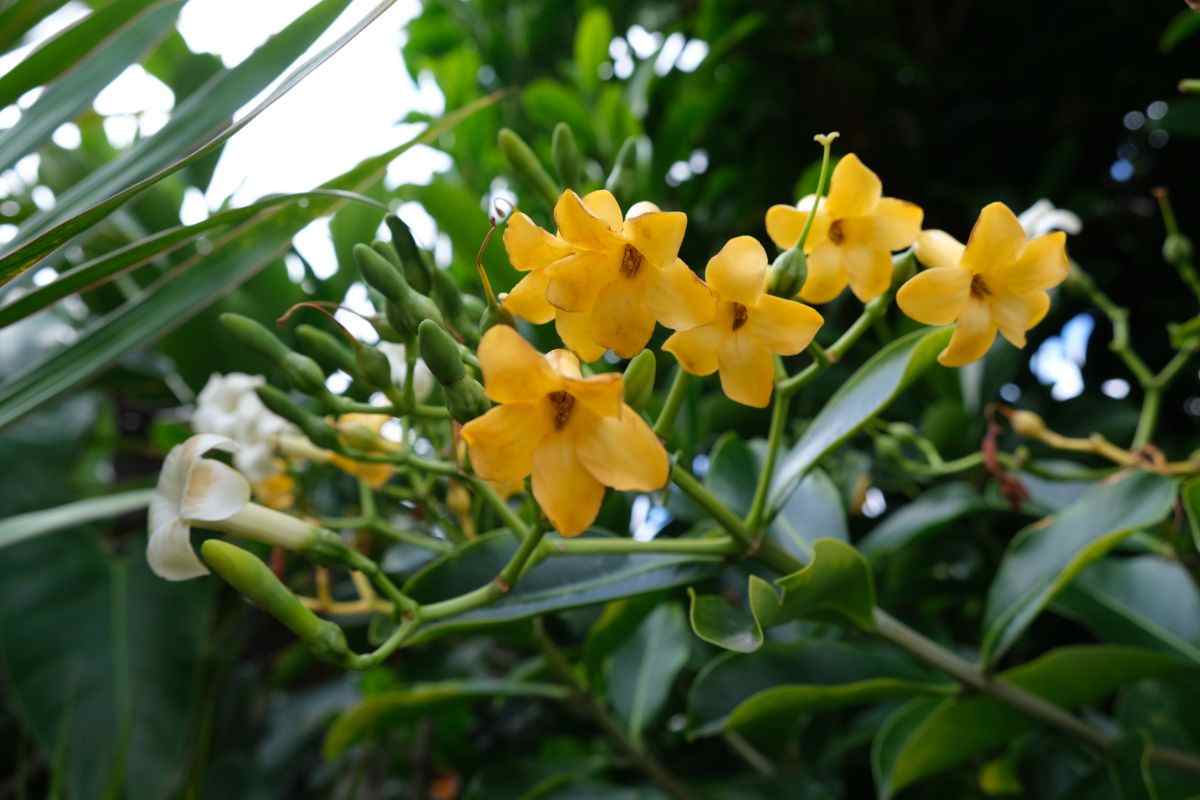 Quando sboccia il fiore della pazienza?