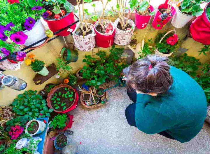 Fiore della pazienza: dove sboccia