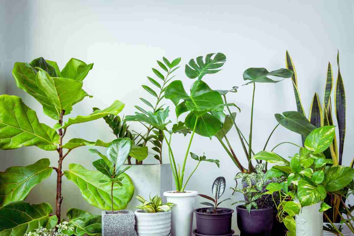 Piante di casa, così restano sane e belle anche senza acqua