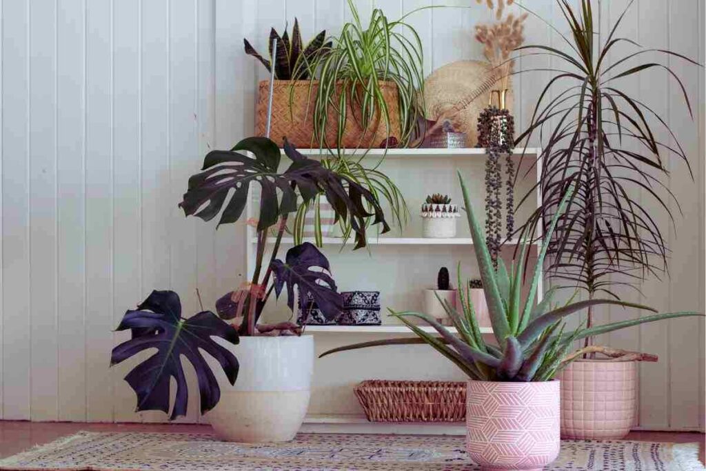 Piante di casa, così restano sane e belle anche senza acqua