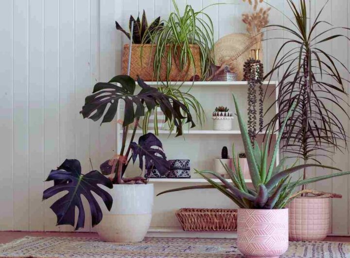 Piante di casa, così restano sane e belle anche senza acqua