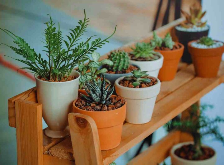 le piante che si riproducono facilmente