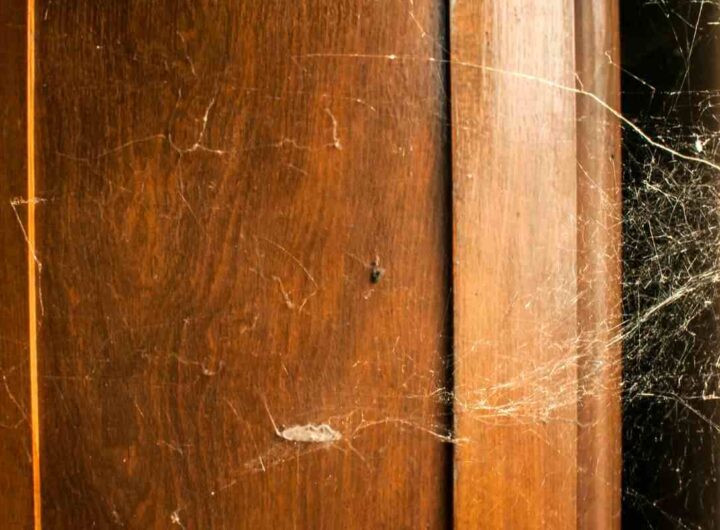 ragni per casa: eliminali con metodi naturali