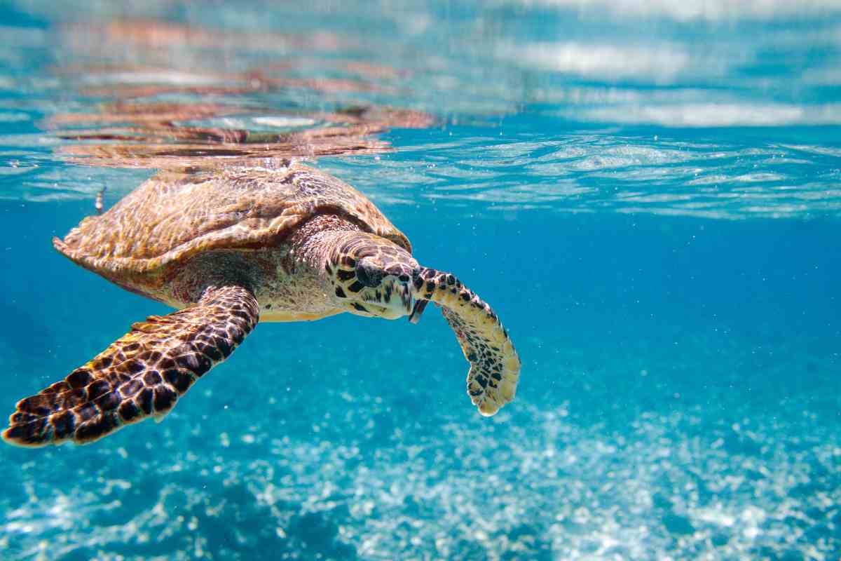 seychelles soggiorno gratis