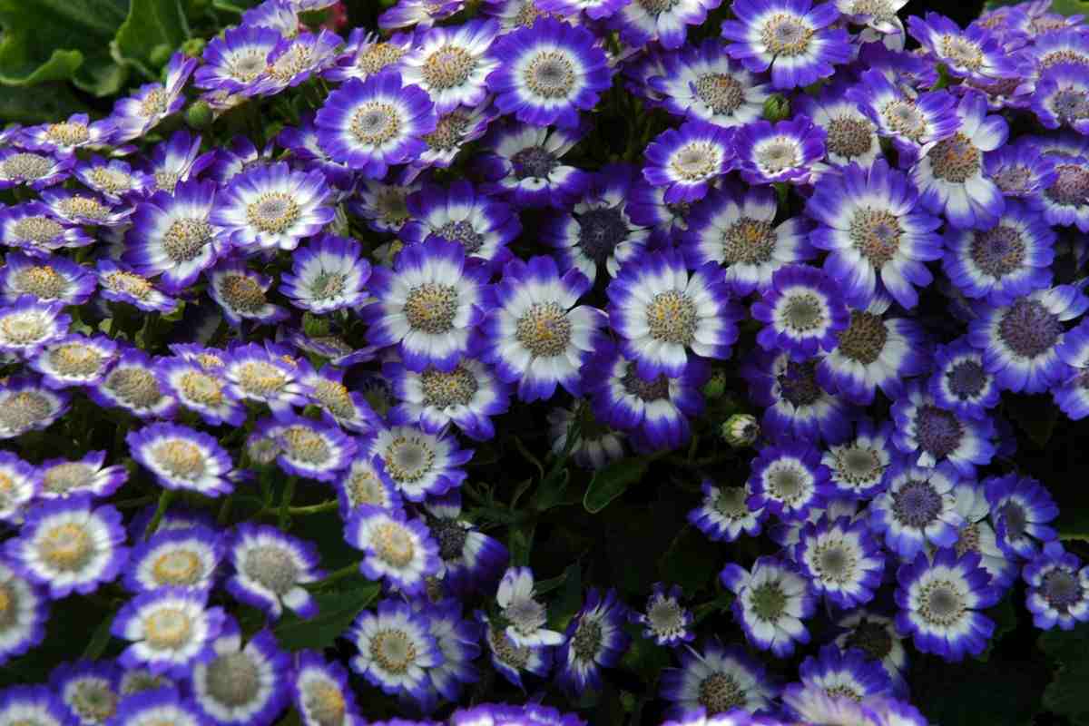 piantina che se presa in autunno regala un balcone rigoglioso in primavera: la cineraria