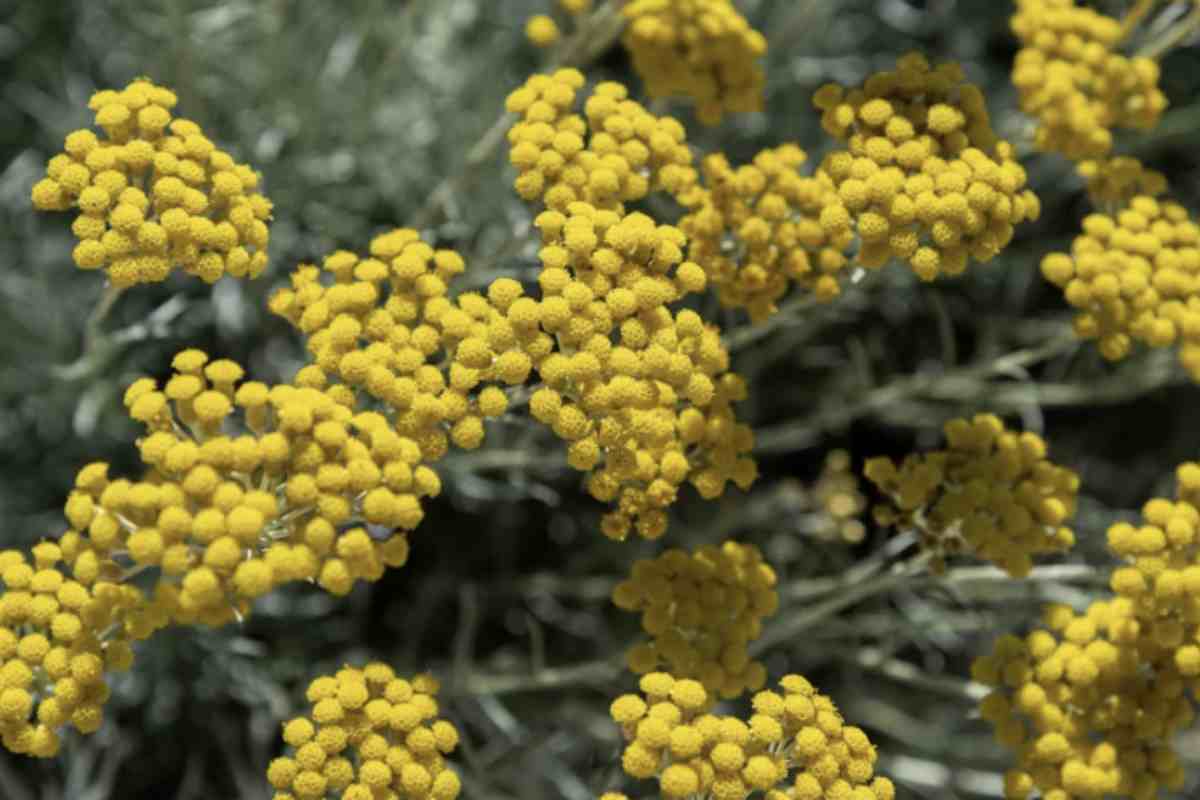 Ancora più suggestiva è l’elicriso (Helichrysum italicum), il cui nome deriva dal greco “helios” (sole) e “chrysos” (oro), un chiaro riferimento ai suoi capolini