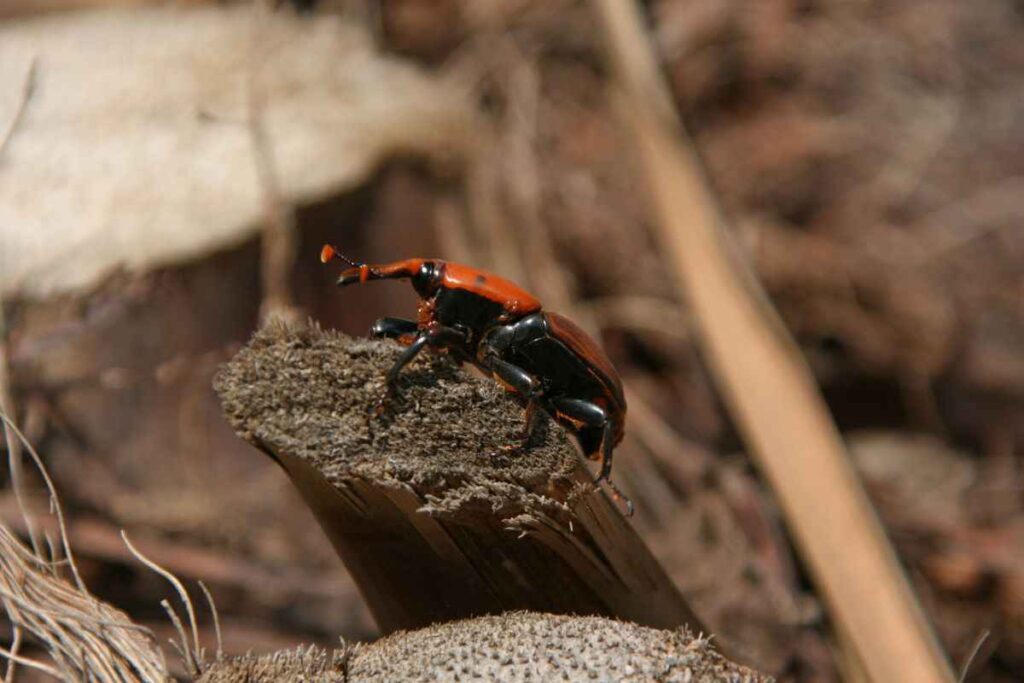 Come riconoscere il punteruolo rosso?