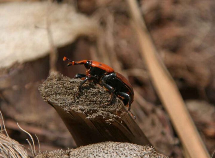Come riconoscere il punteruolo rosso?