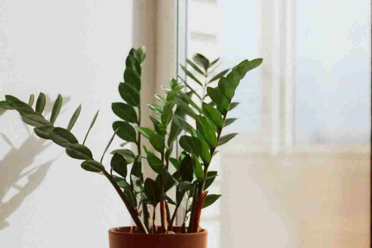 tutti dovrebbero avere questa pianta a casa: attrae prosperità