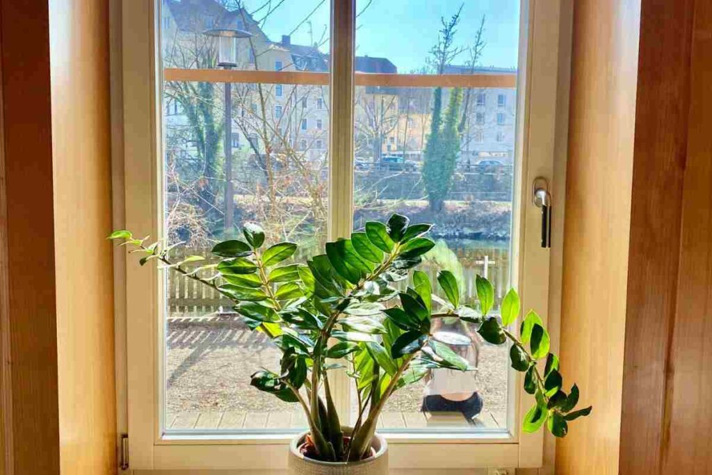 tutti dovrebbero avere questa pianta a casa: attrae prosperità