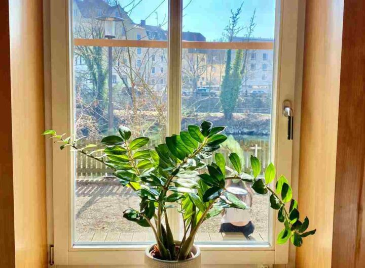 tutti dovrebbero avere questa pianta a casa: attrae prosperità