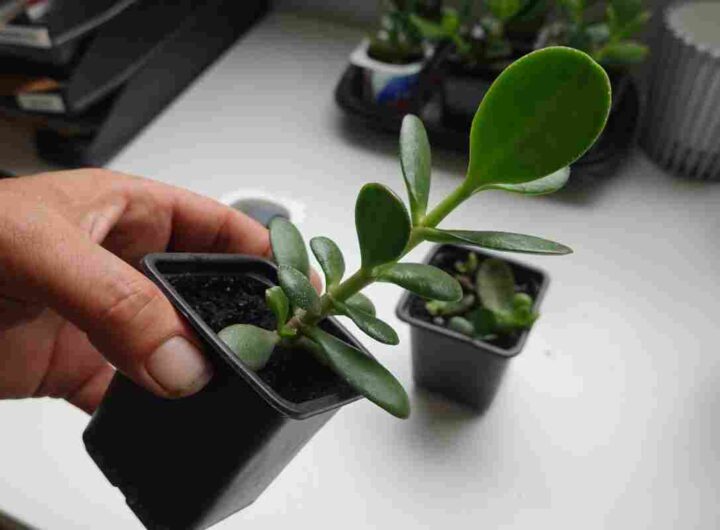 albero di giada mettilo al sole e vedi che succede