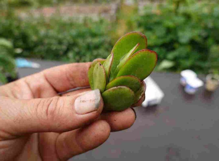 albero di giada mettilo al sole e vedi che succede