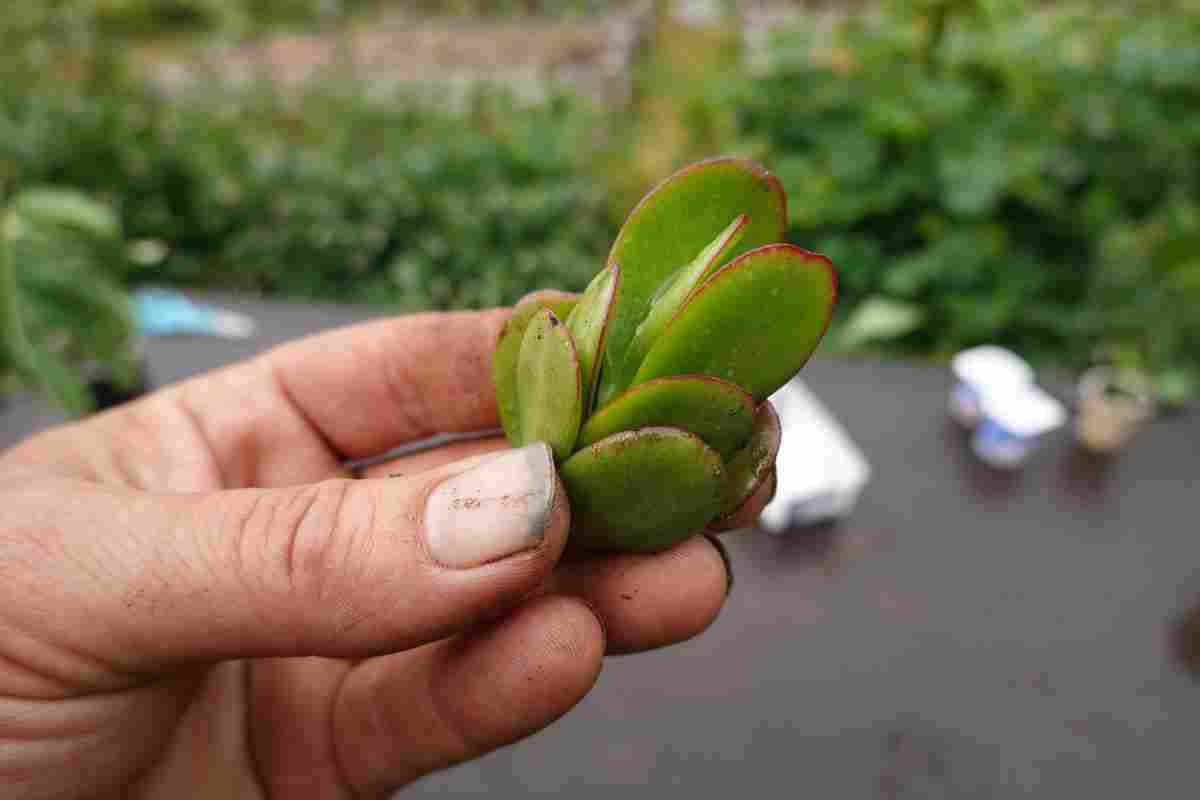 albero di giada mettilo al sole e vedi che succede