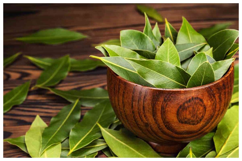 alloro tutti gli usi