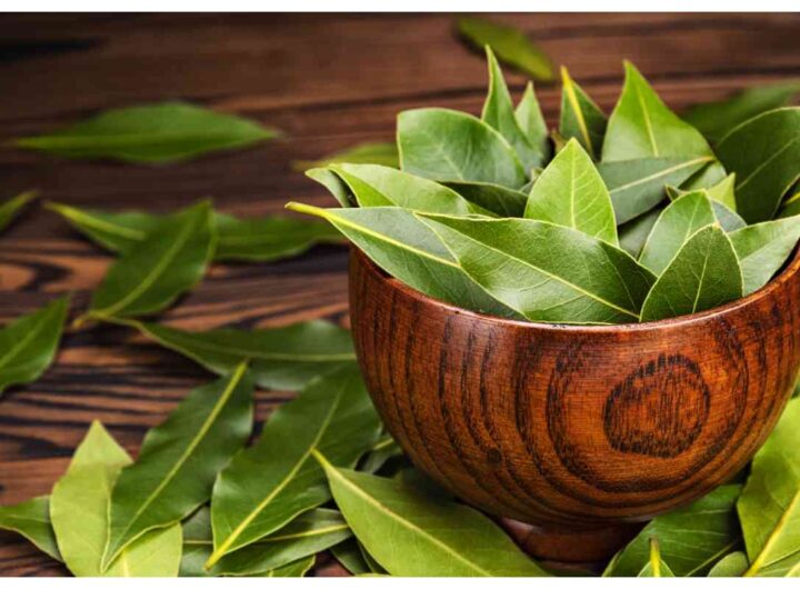 alloro tutti gli usi