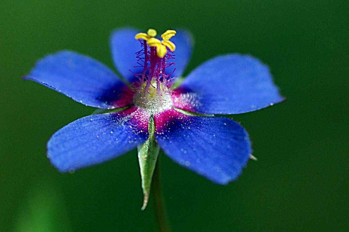 acquista questa piantina per un balcone trasformato: anagallis