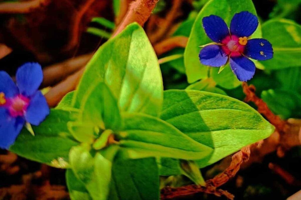 acquista questa piantina per un balcone trasformato: anagallis