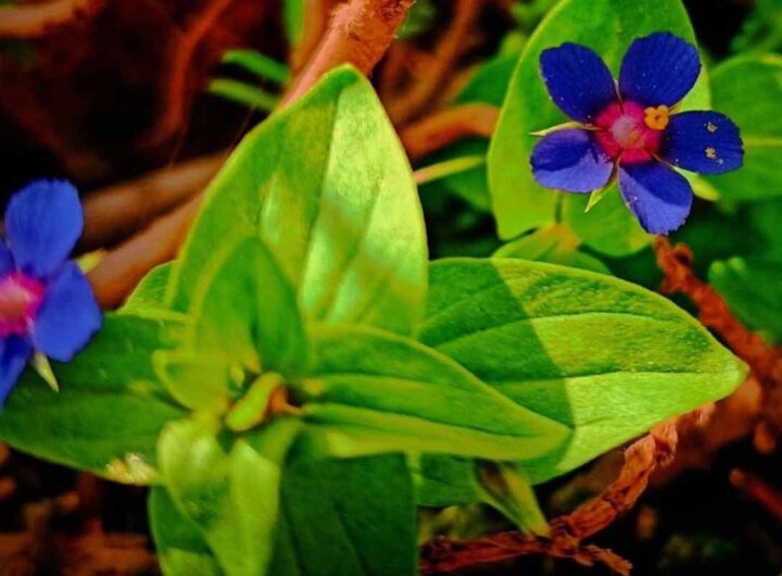 acquista questa piantina per un balcone trasformato: anagallis