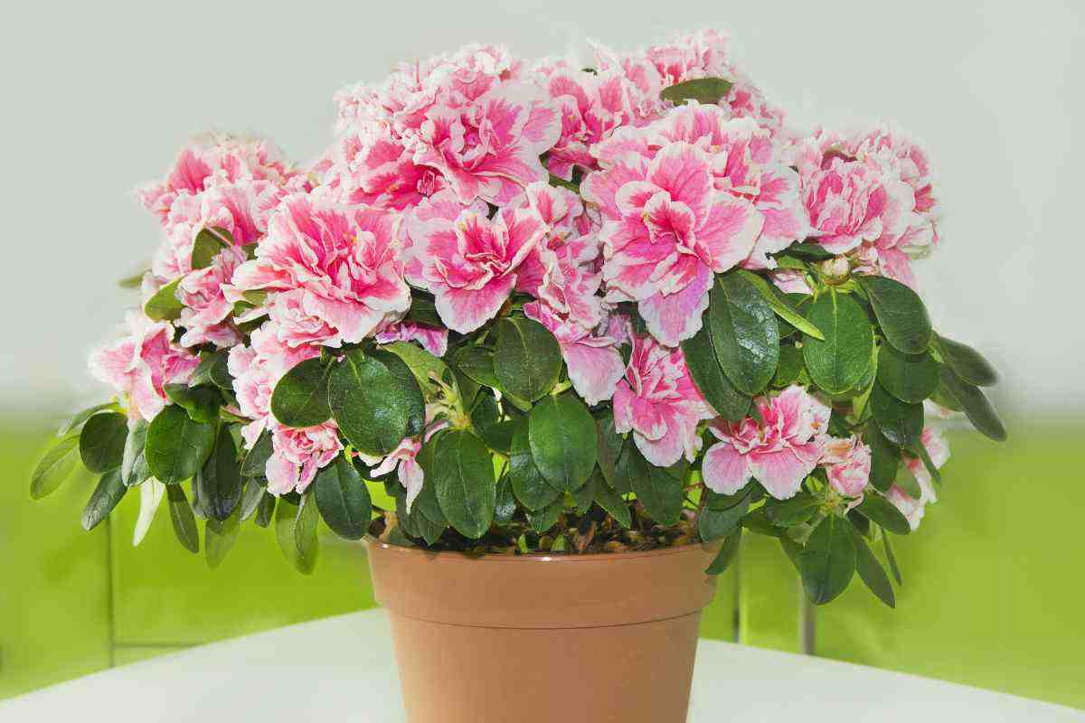 piante invernali resistenti