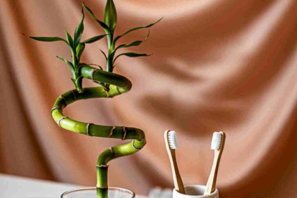 se vuoi soldi amore e fortuna devi mettere a casa una di questre tre piante