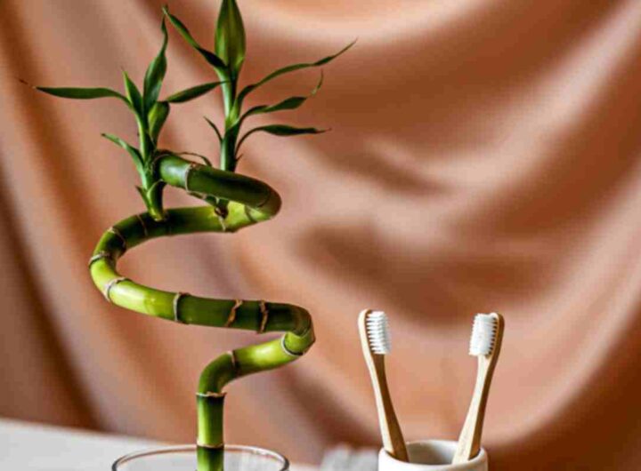 se vuoi soldi amore e fortuna devi mettere a casa una di questre tre piante