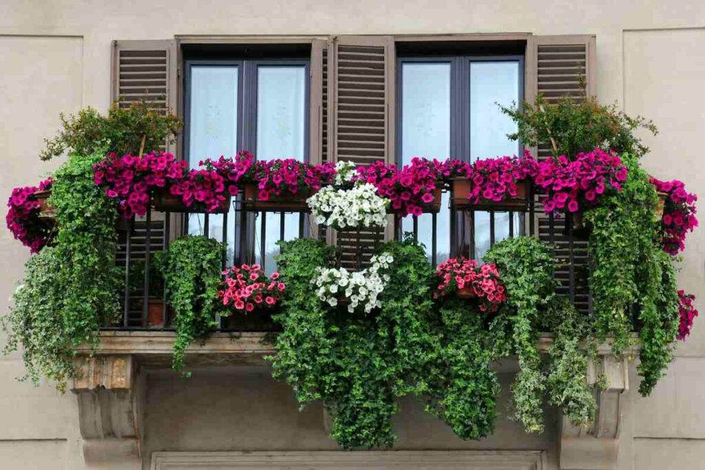 piantina che se presa in autunno regala un balcone rigoglioso in primavera: la cineraria