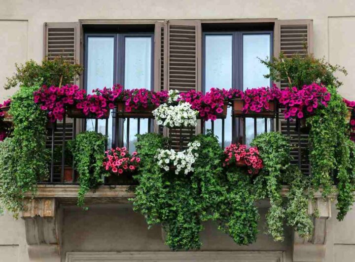 piantina che se presa in autunno regala un balcone rigoglioso in primavera: la cineraria