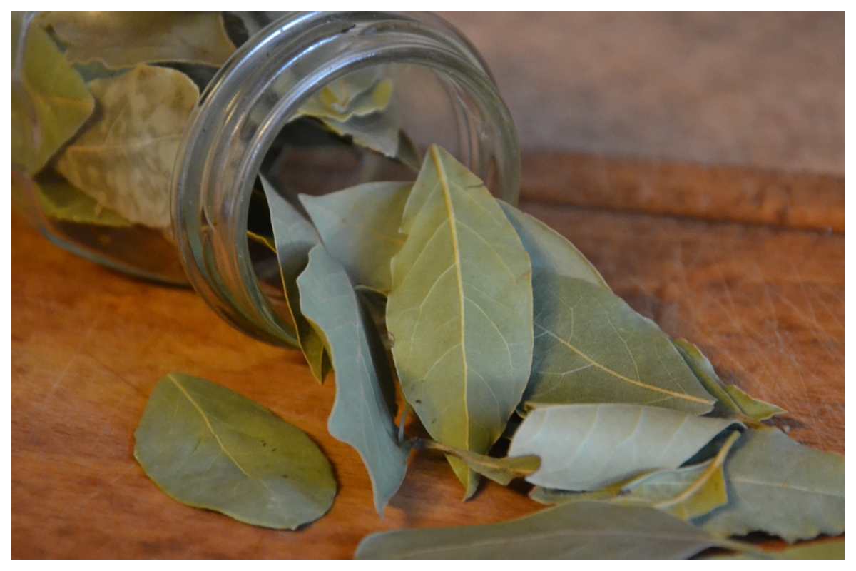 alloro usi domestici