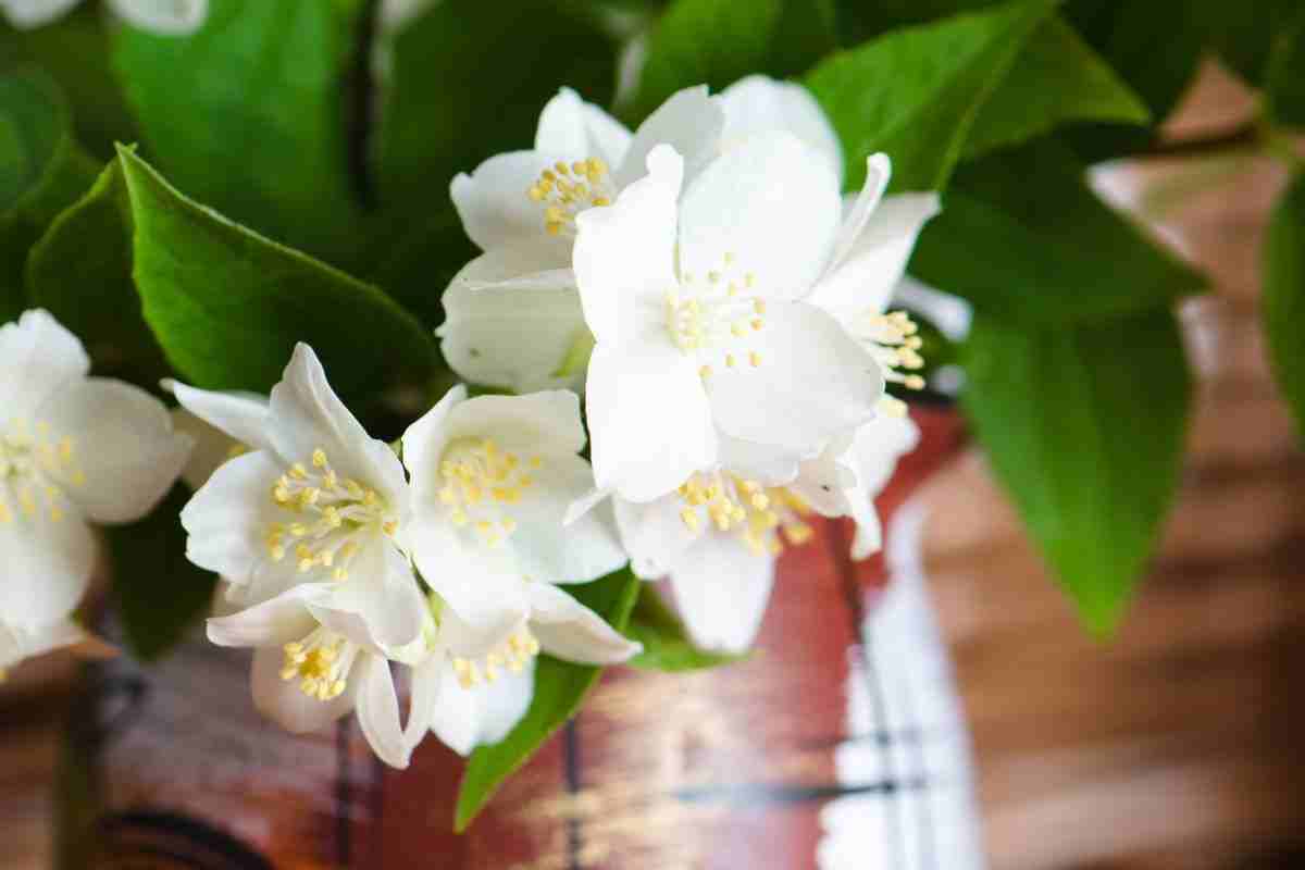 se vuoi soldi amore e fortuna devi mettere a casa una di questre tre piante