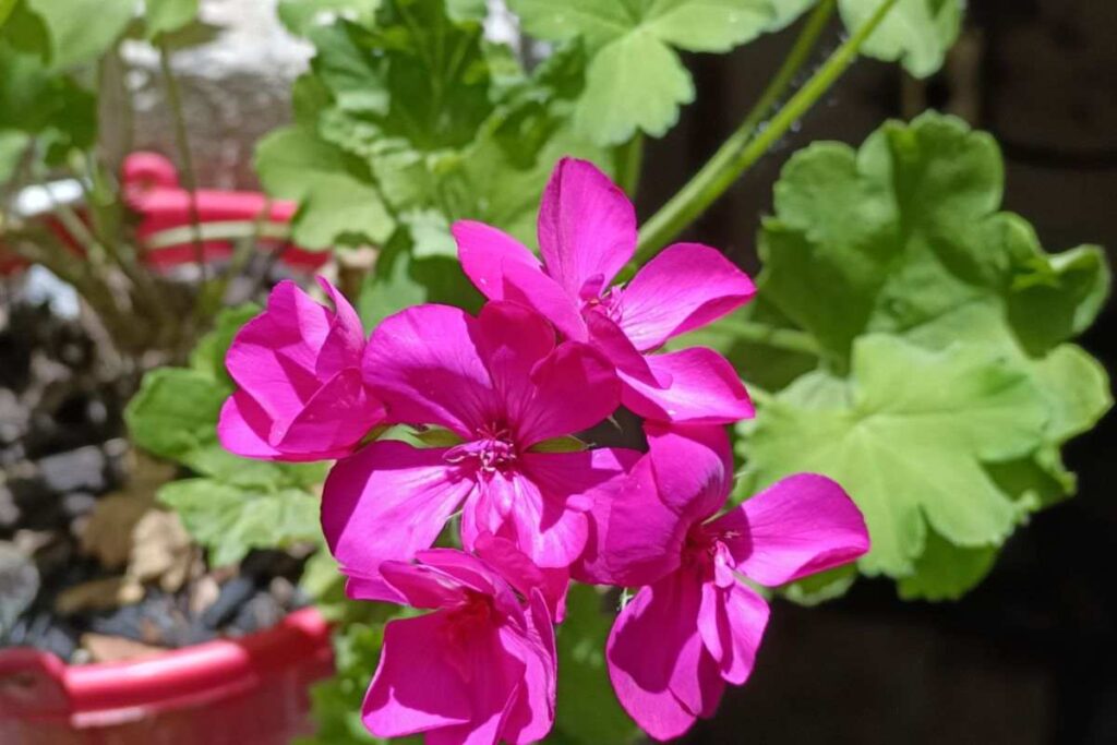 Le piante forti che resistono ai venti