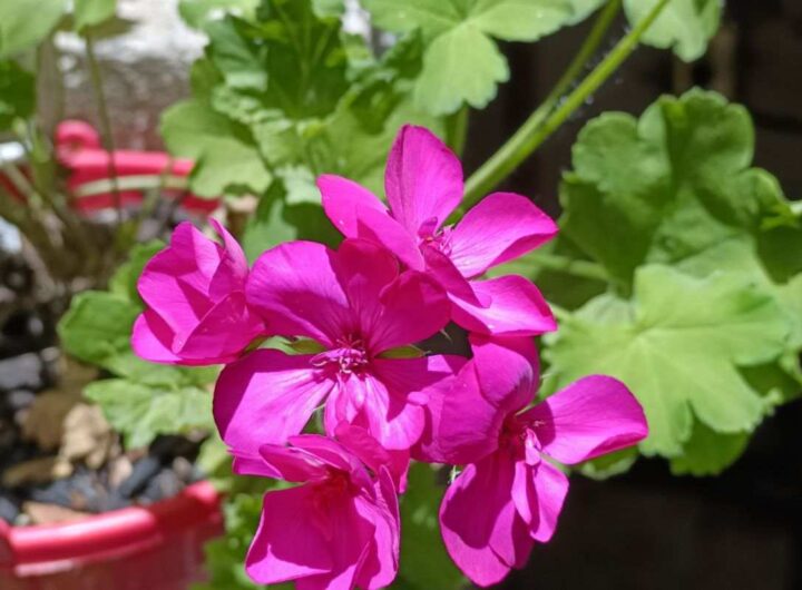 Le piante forti che resistono ai venti