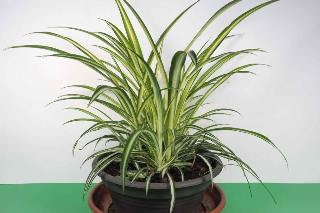 pianta ragno: perché tenerla in casa fa bene