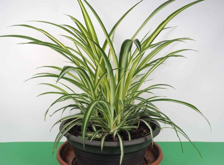 pianta ragno: perché tenerla in casa fa bene