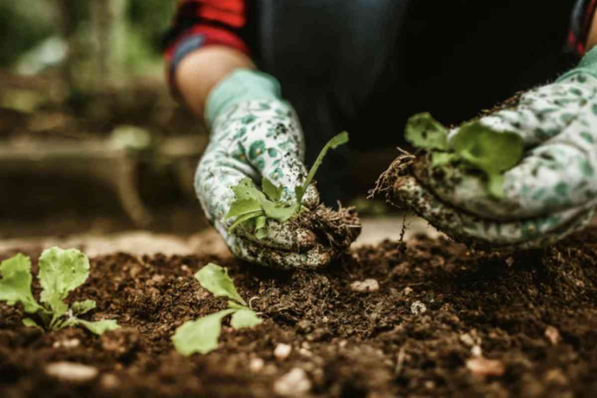 Spesso l’autunno viene percepito come una stagione di decadenza, ma in realtà rappresenta un periodo di rigenerazione e preparazione per la nuova
