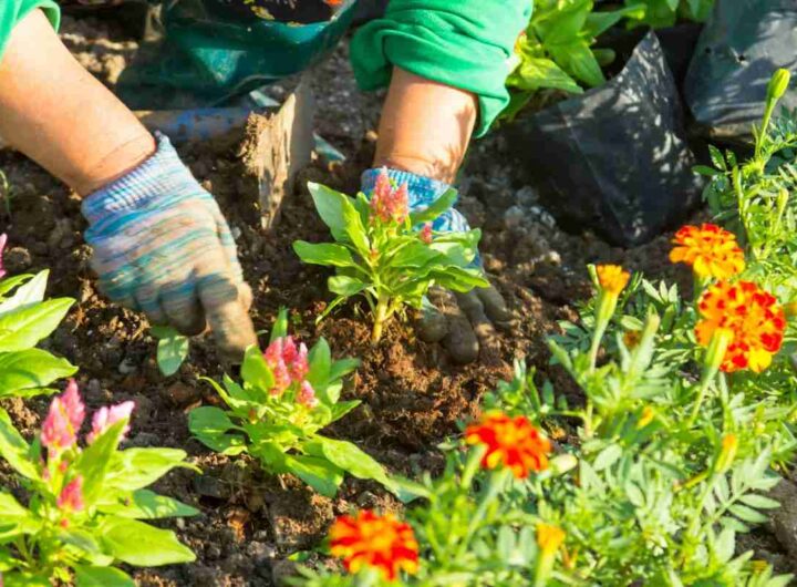 Piante belle facilissime da coltivare