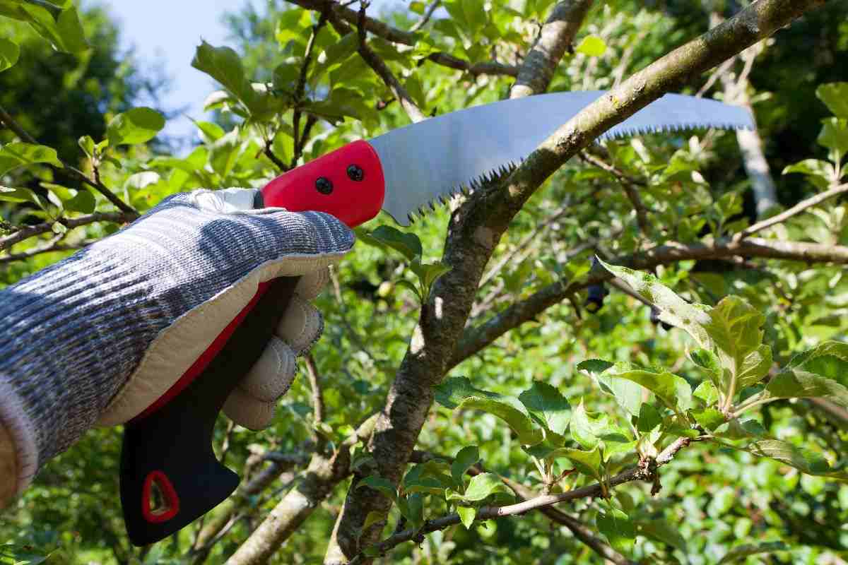 come funziona il calendario delle potature