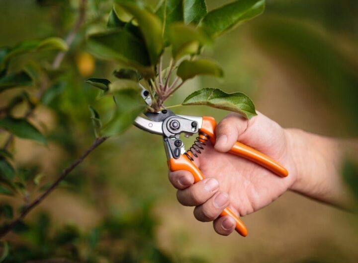 come funziona il calendario delle potature