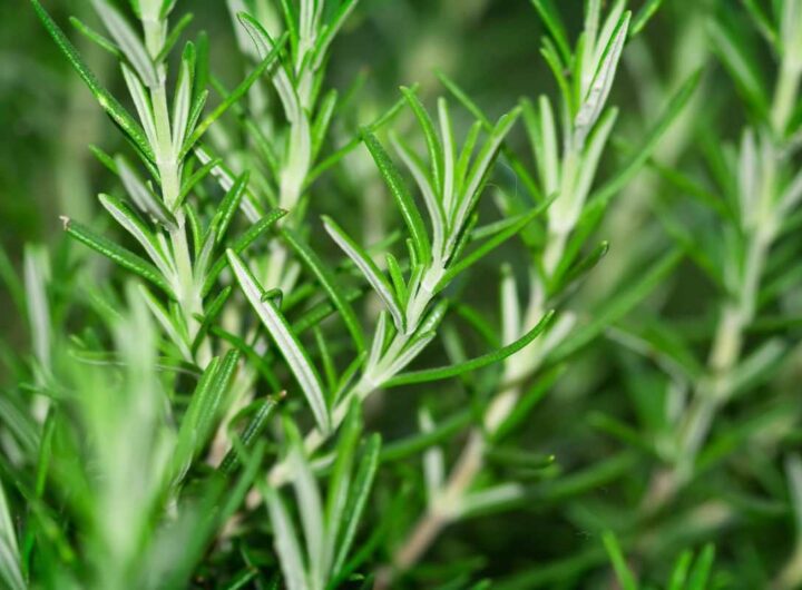 Le molteplici proprietà del rosmarino lo rendono un alleato in casa
