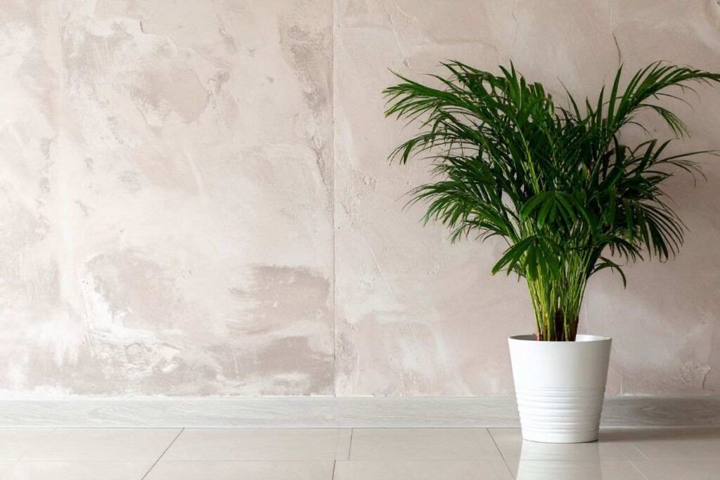 Areca Palmata: la pianta da avere sempre in casa