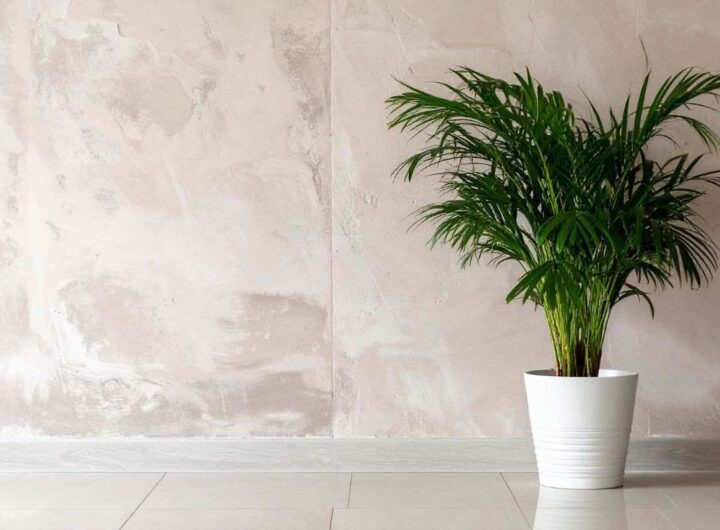 Areca Palmata: la pianta da avere sempre in casa