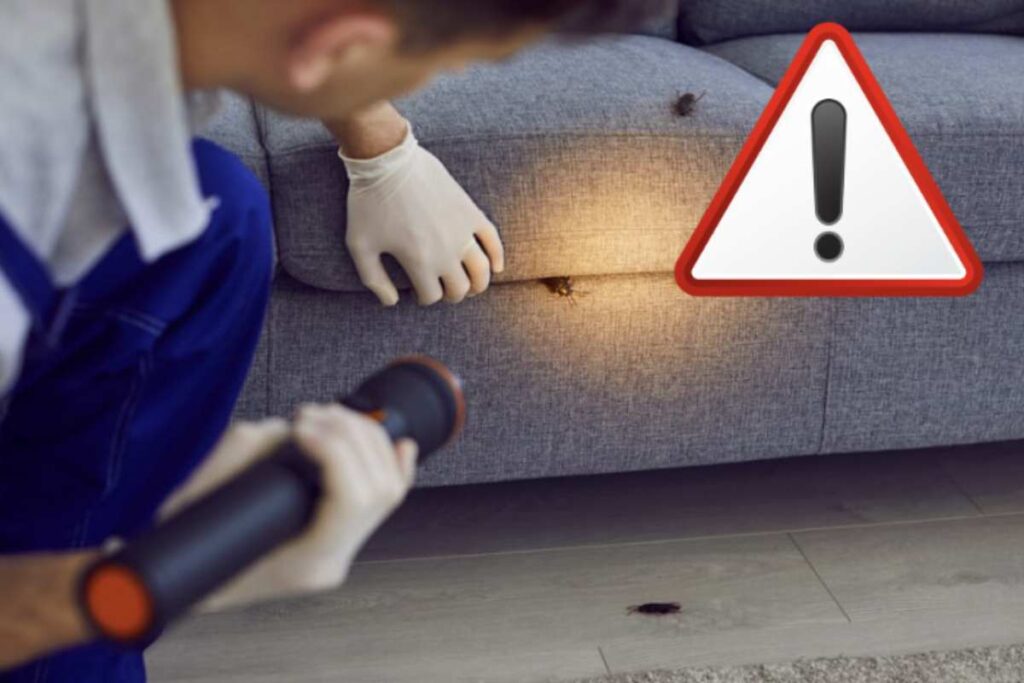 Questi insetti, noti per la loro capacità di adattamento e riproduzione rapida, non sono solo un fastidio ma anche un rischio per la salute