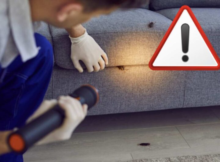 Questi insetti, noti per la loro capacità di adattamento e riproduzione rapida, non sono solo un fastidio ma anche un rischio per la salute