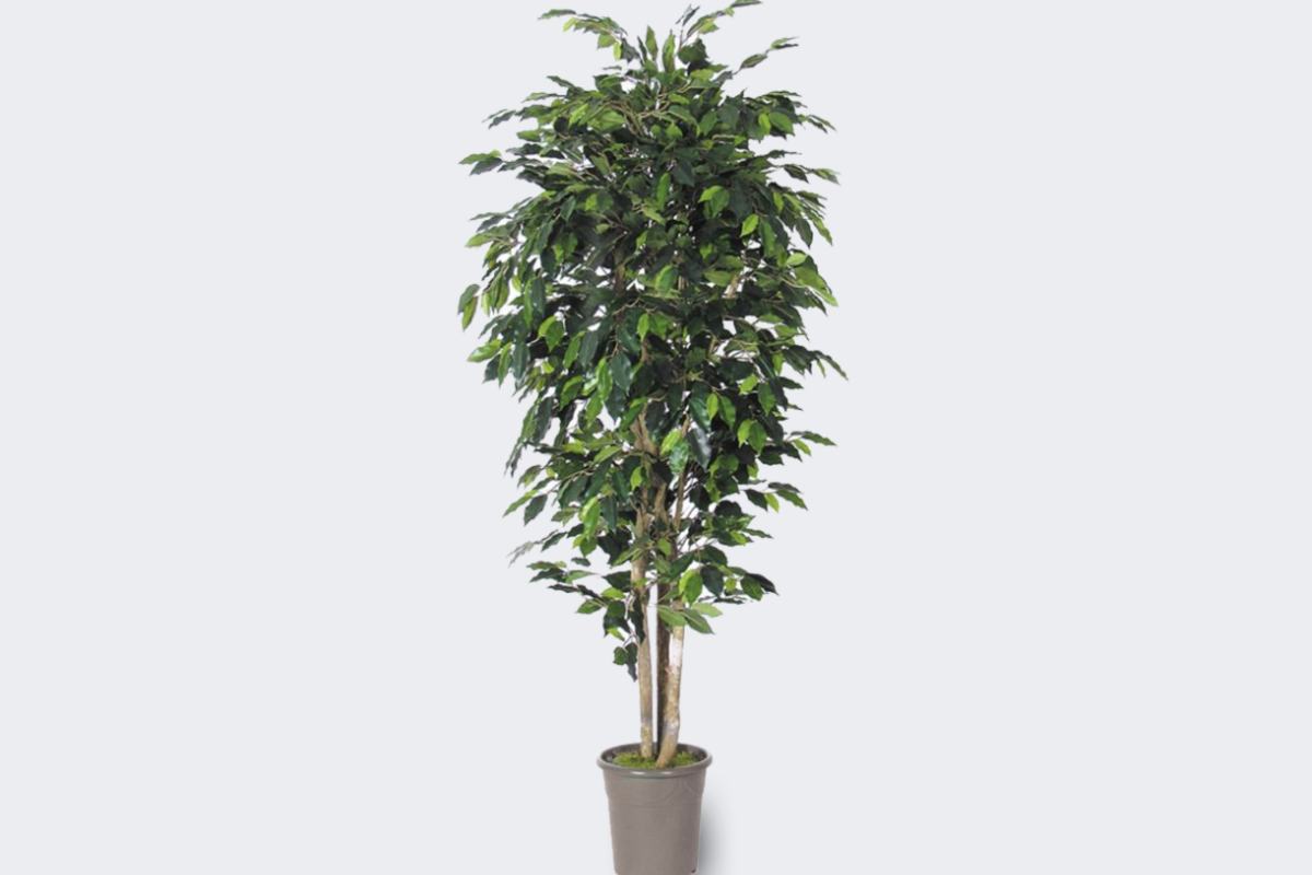 Oltre a purificare l’aria, queste piante contribuiscono a creare un’atmosfera rilassante, riducendo lo stress e migliorando la concentrazione